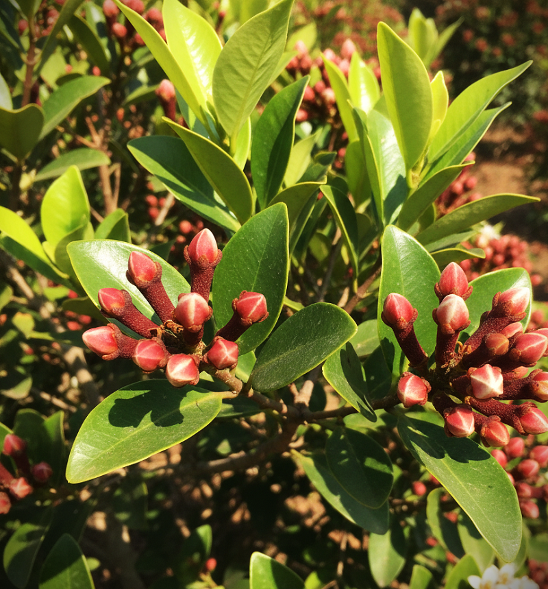 [Gambar Sayuran Segar]