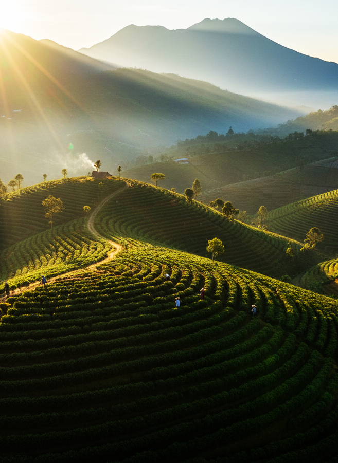 [Gambar Dataran Tinggi Gayo Aceh]