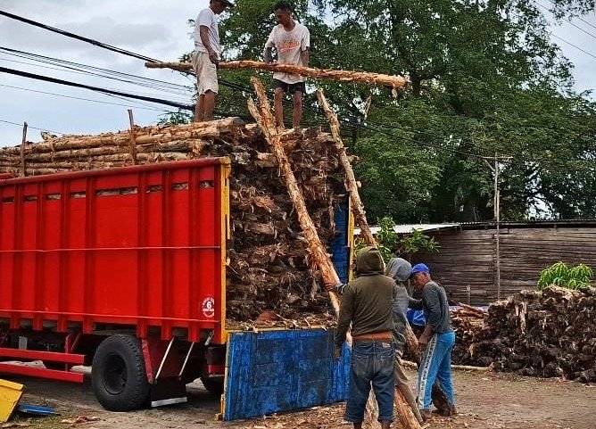 Solusi Kayu Dolken Gelam